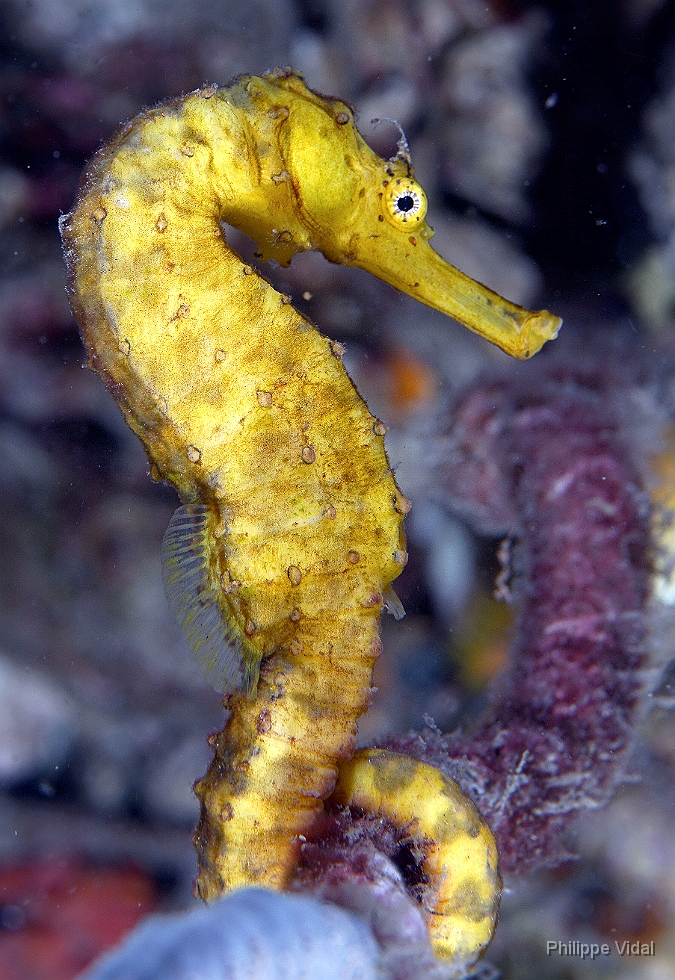 Birmanie - Mergui - 2018 - DSC03296 - Tigertail seahorse - Hippocampe a queuu tigree - Hippocampus comes.jpg